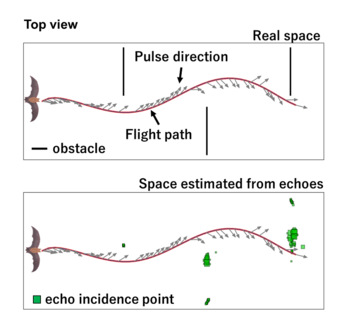 A comparison of actual versus simulated flight space for the bats