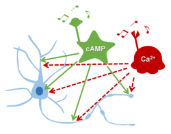 Cross-regulation between cAMP/Ca2+ is a fundamental phenomenon in neurons