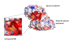 Structural view of binding between the Stx2a A-subunit and compound #6