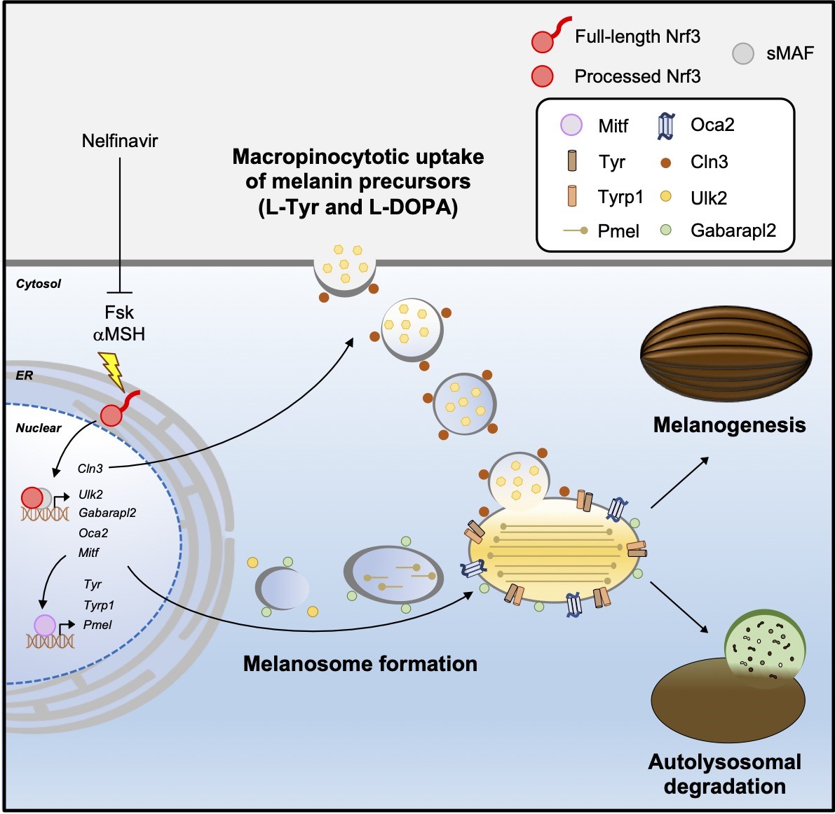 Research News Study Sheds Novel Insights On The Mechanism Of Melanin Research News Study Sheds Novel Insights On The Mechanism Of Melanin