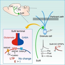 Understanding learning and memory in some of the synapses between the hypothalamus and the hippocampus.