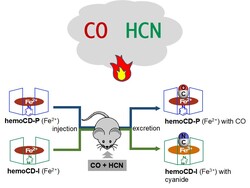 A new heme compound acts known as “hemoCD-Twins”, which is a mixture of heme-model compounds, rapidly expels CO and HCN from the body, acting as a powerful antidote.