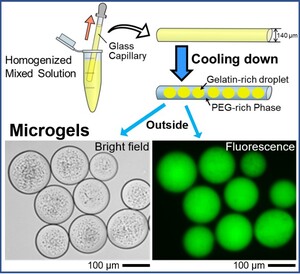 Spontaneous formation of uniform cell-sized microgels inside a glass capillary is reported.