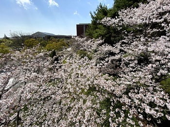 入学式と桜