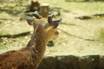 nara