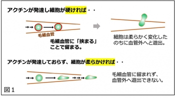 図１