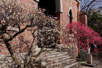 ume