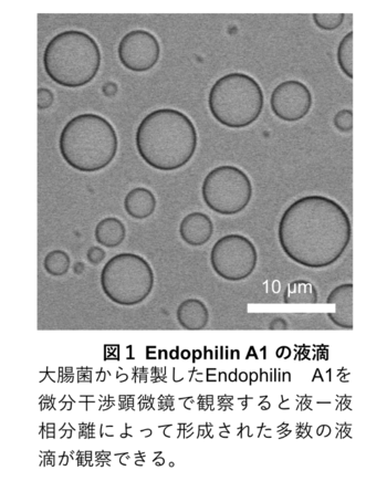 論文内容の図