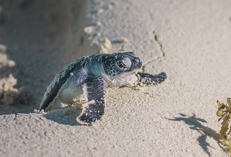 watanabe_sea_turtle2.jpg (85412)