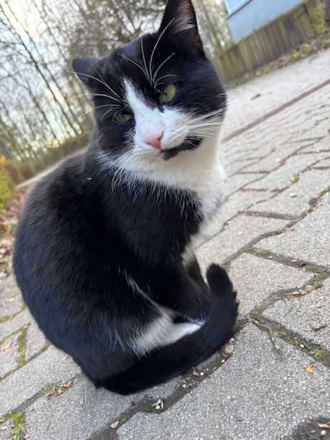 Katze
