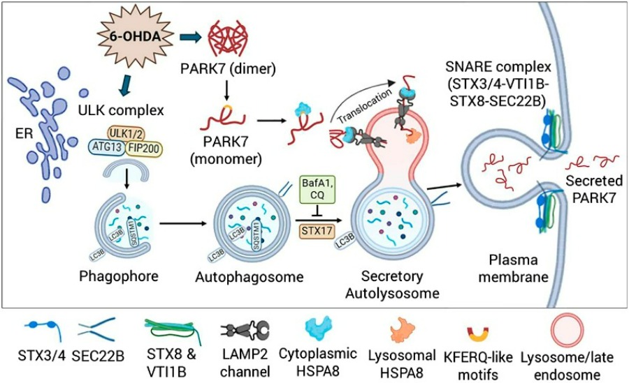 images/knkak/news/AutophagyandLysosomalPathwaysOrchestrateUnconventionalSecretionofParkinson’sDiseaseProtein.jpg (113706)