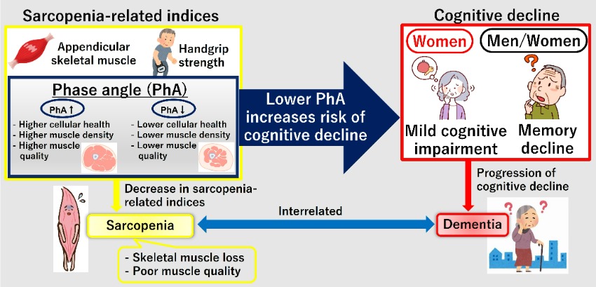images/knkak/news/MuscleQualityMayHoldCluestoEarlyCognitiveDecline.jpg  (113511)