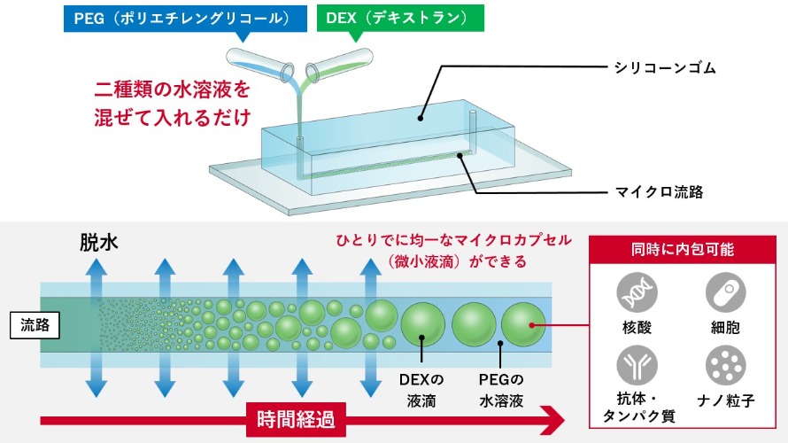 理工学部教授 塩井