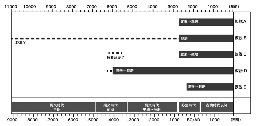 2024_no31_press_水ノ江先生_日本列島におけるモモの伝来をめぐる諸問題2.jpg (106645)