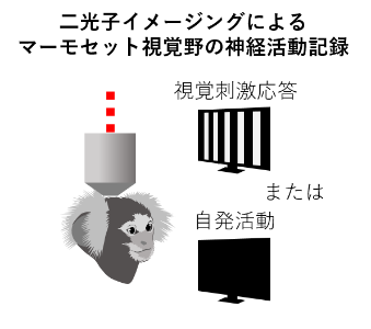 2024_no43_press_東京大学共同プレスリリースa.png (107976)