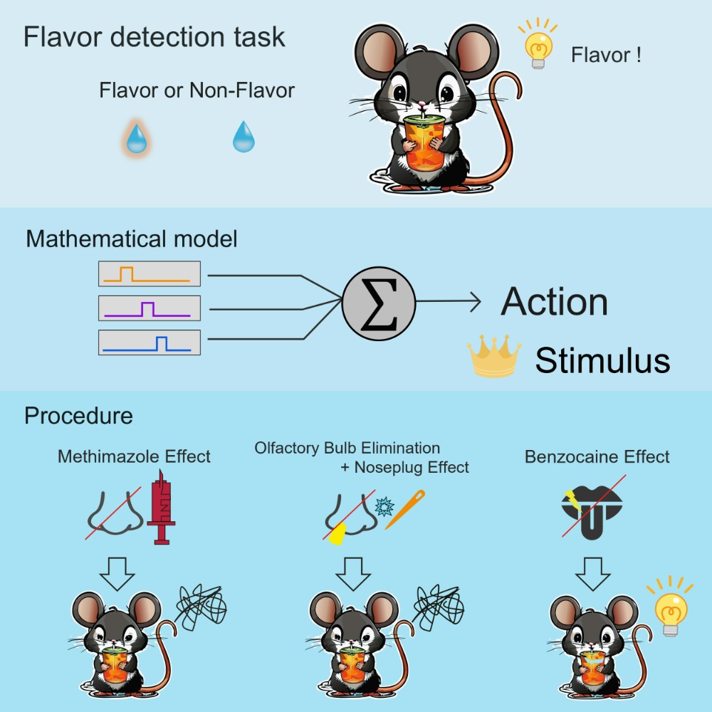 An intra-oral flavor detection task in freely moving mice